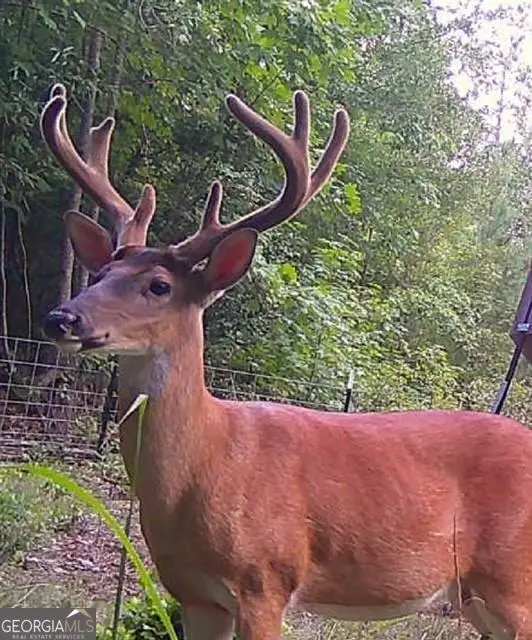 1530 Old Middleton Road, Elberton, GA 30635 - Image #3