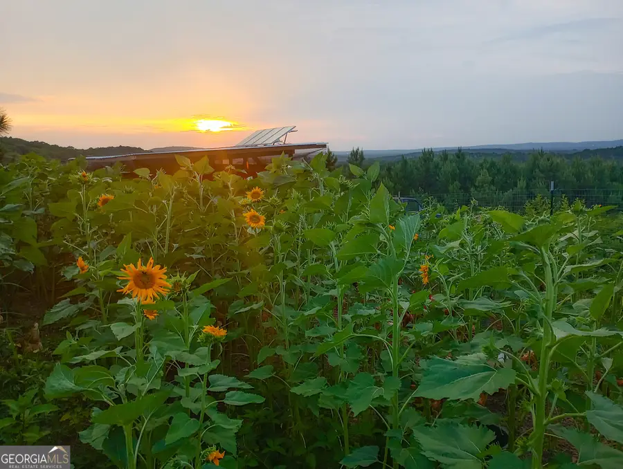 723 Brown Creek Road, Shiloh, GA 31826 - #3