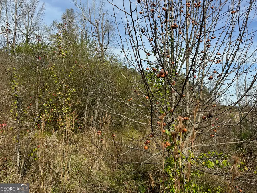 567 George W Towns Road, Talbotton, GA 31827 - #3