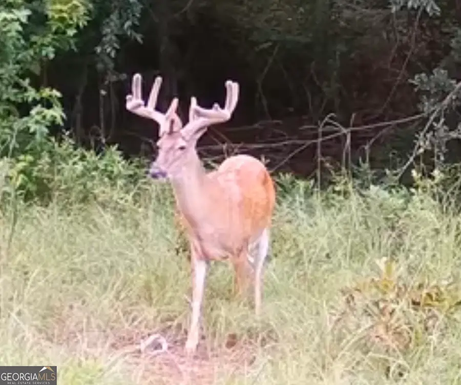 0 Abbeville Highway, Finleyson, GA 31001 - #2