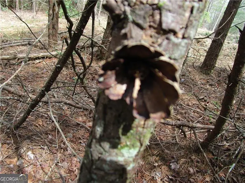 3 AC East New Hope Road, Ellijay, GA 30536 - #3