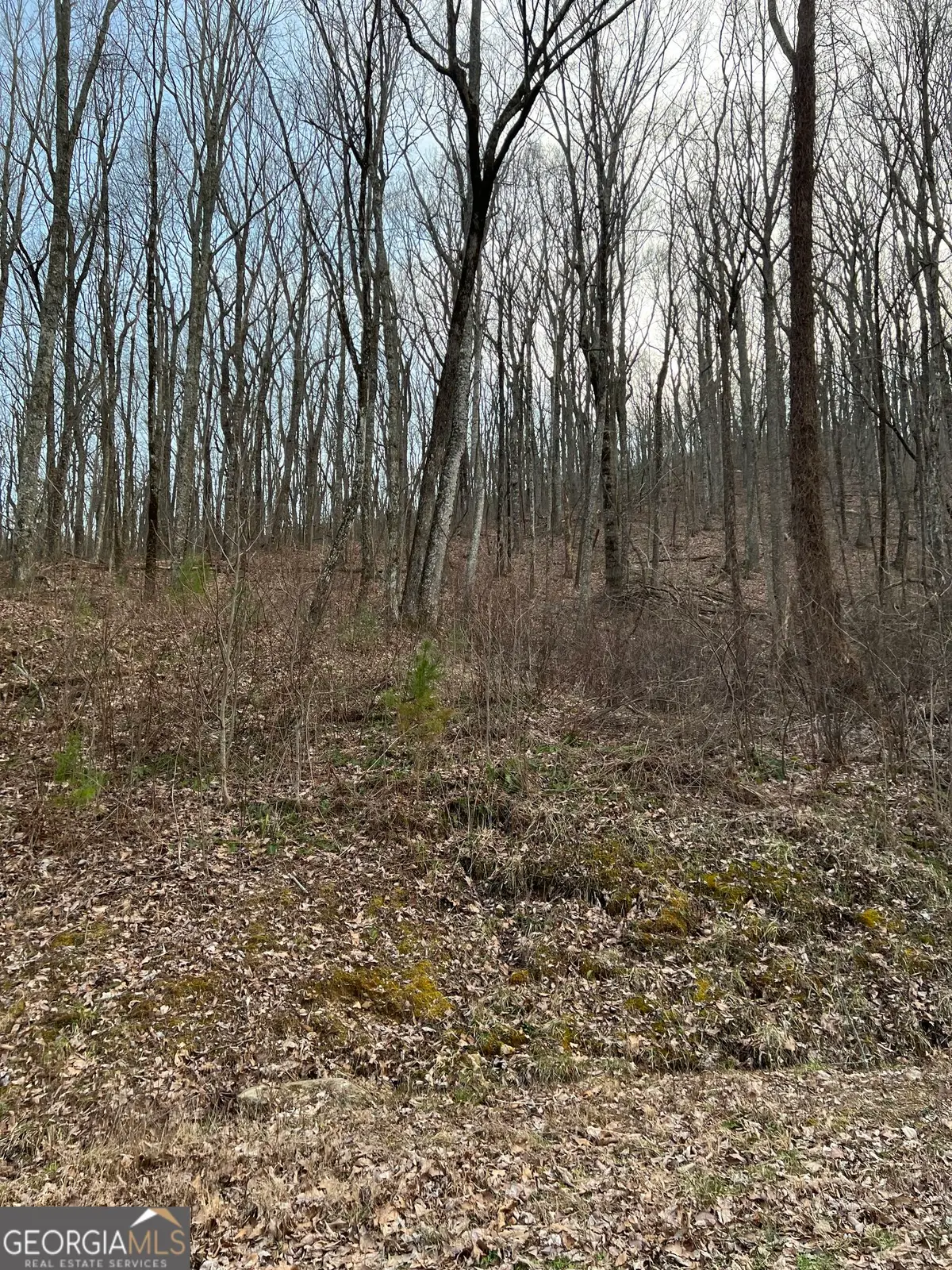172 Trailwood Drive, Ellijay, GA 30540 - #1