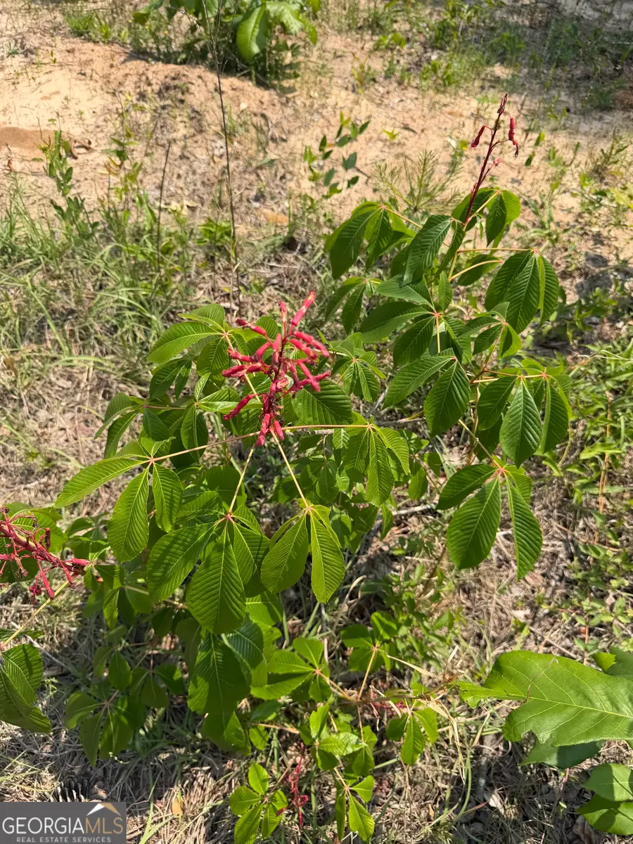 1875 Oochee Creek Road, Toomsboro, GA 31090 - #3