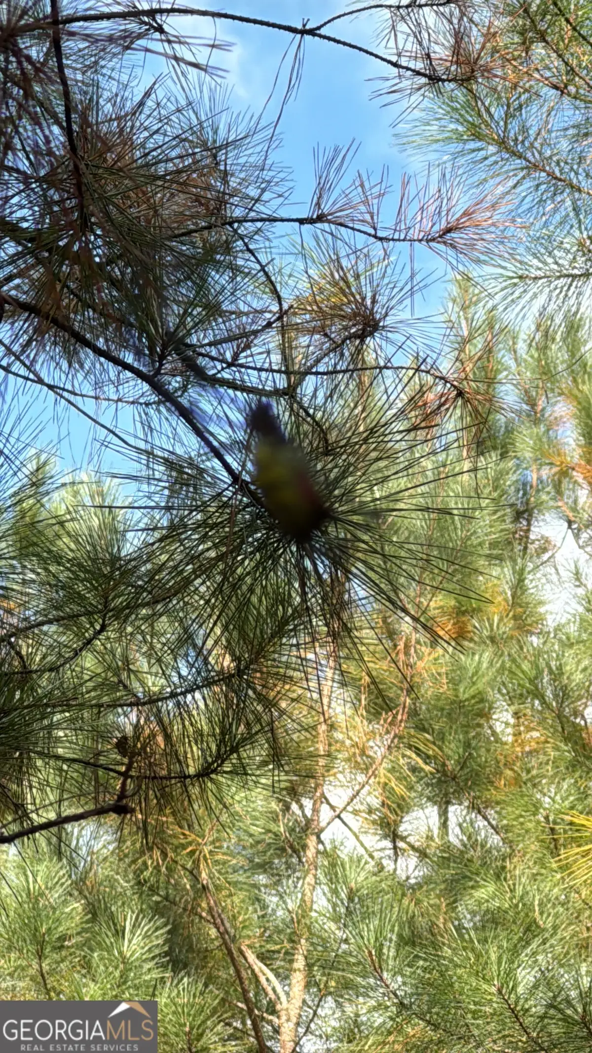 230 Dodgen Road, Hampton, GA 30228 - #1