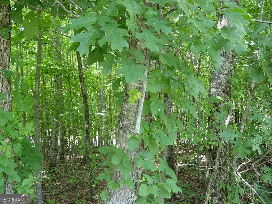 #13 Dan Knob, Hayesville, NC 28904 - #3