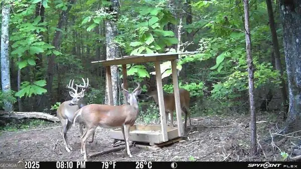 132 ACRES Carlisle Gap Rd, Woodland, GA 31836
