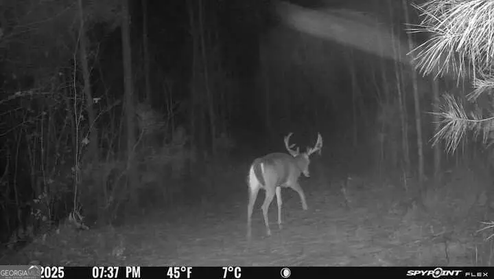 15.62 ACRES Carlisle Gap Road, Woodland, GA 31836 - #3