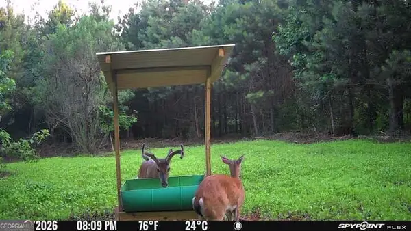 17 ACRES Carlisle Gap Road, Woodland, GA 31836