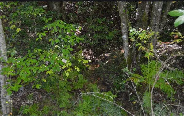 #1 Willow Ridge 7a, Warne, NC 28909