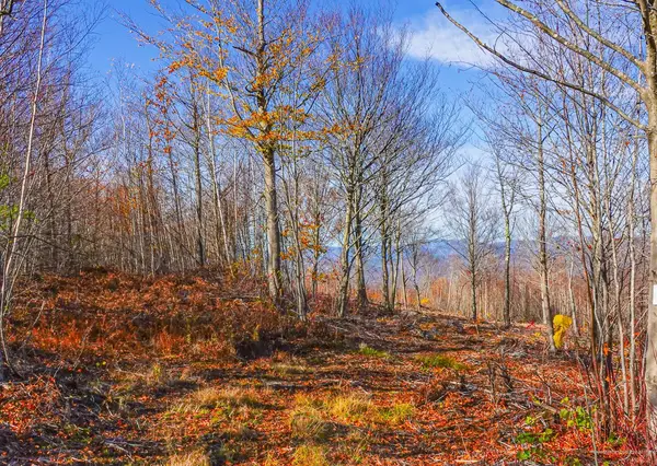 Lot 5 Mine Road, Stoneham, ME 04231