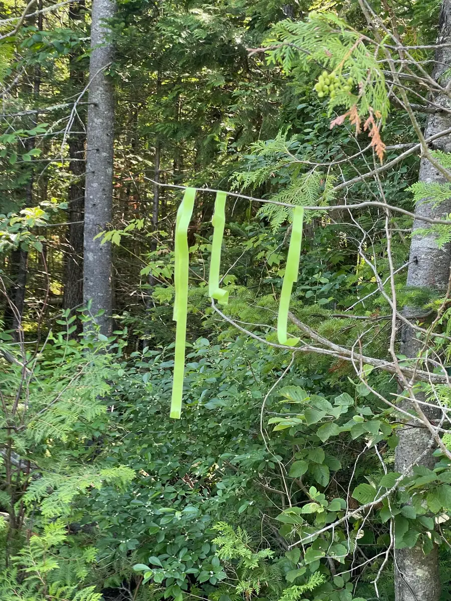 Lot 15-15 Brann Road, Levant, ME 04456 - #2