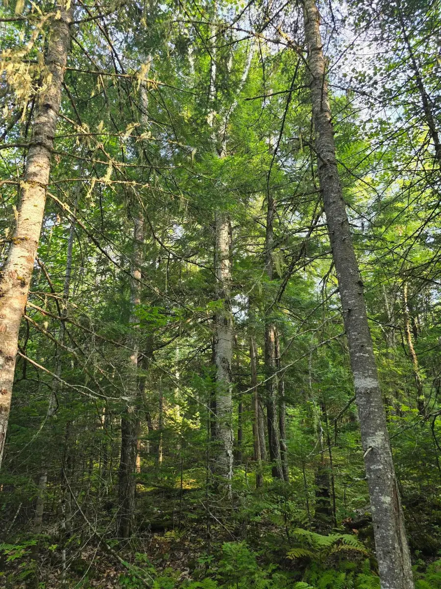 TBD Cummings Lane, Alton, ME 04468 - Image #3