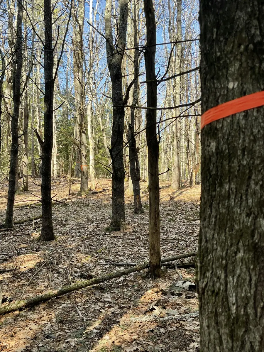 163A Highland Cliff Road, Windham, ME 04062 - Image #3