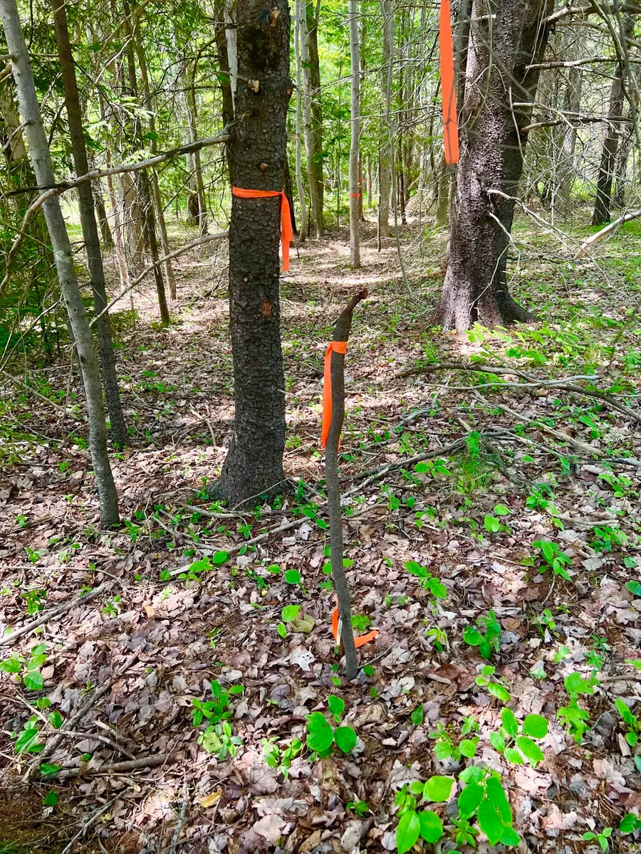 142 Seal Cove Road, Southwest Harbor, ME 04679 - Image #3