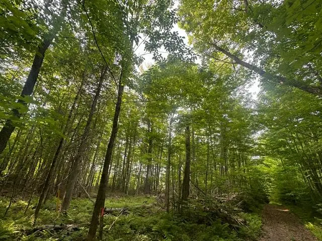 Lot 33 Butterfield Road Road, New Sharon, ME 04955 - Image #3