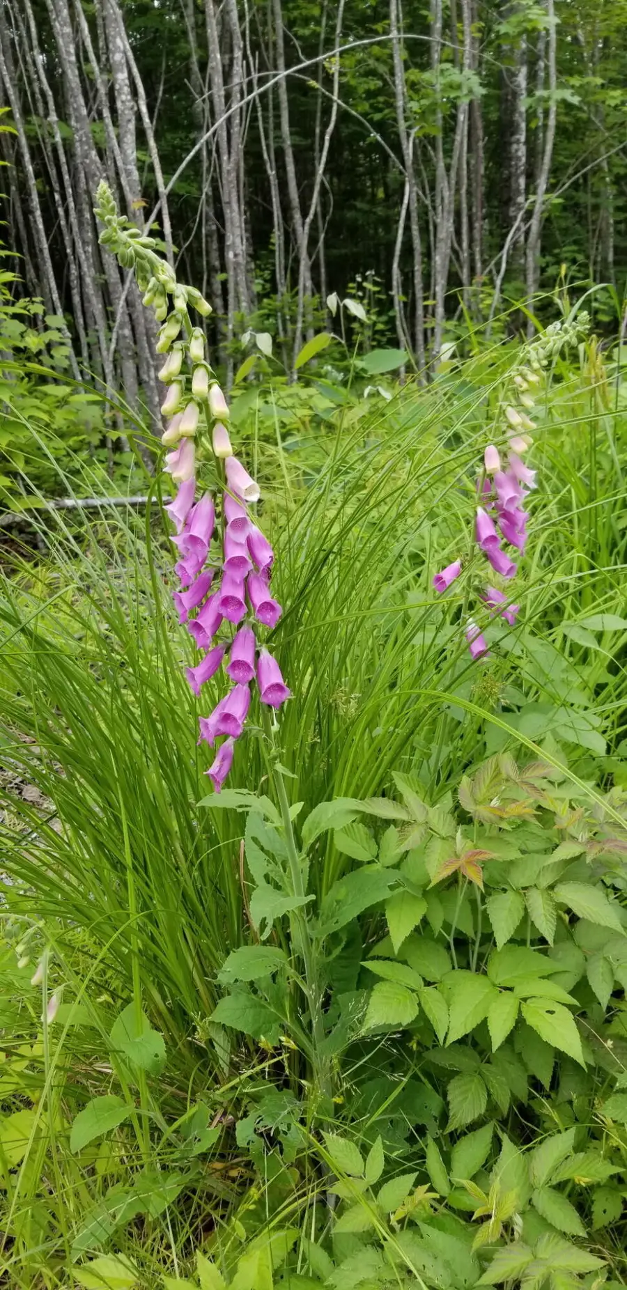 Lot 8 Winter Hill Lane, Monson, ME 04464 - Image #3