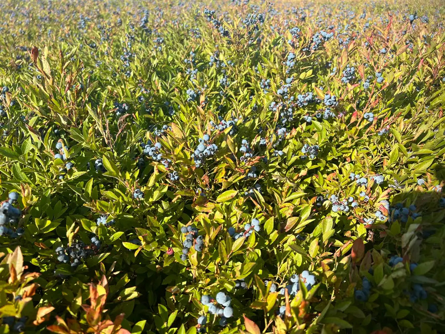 1287 Mason Bay Road, Jonesport, ME 04649 - Image #2