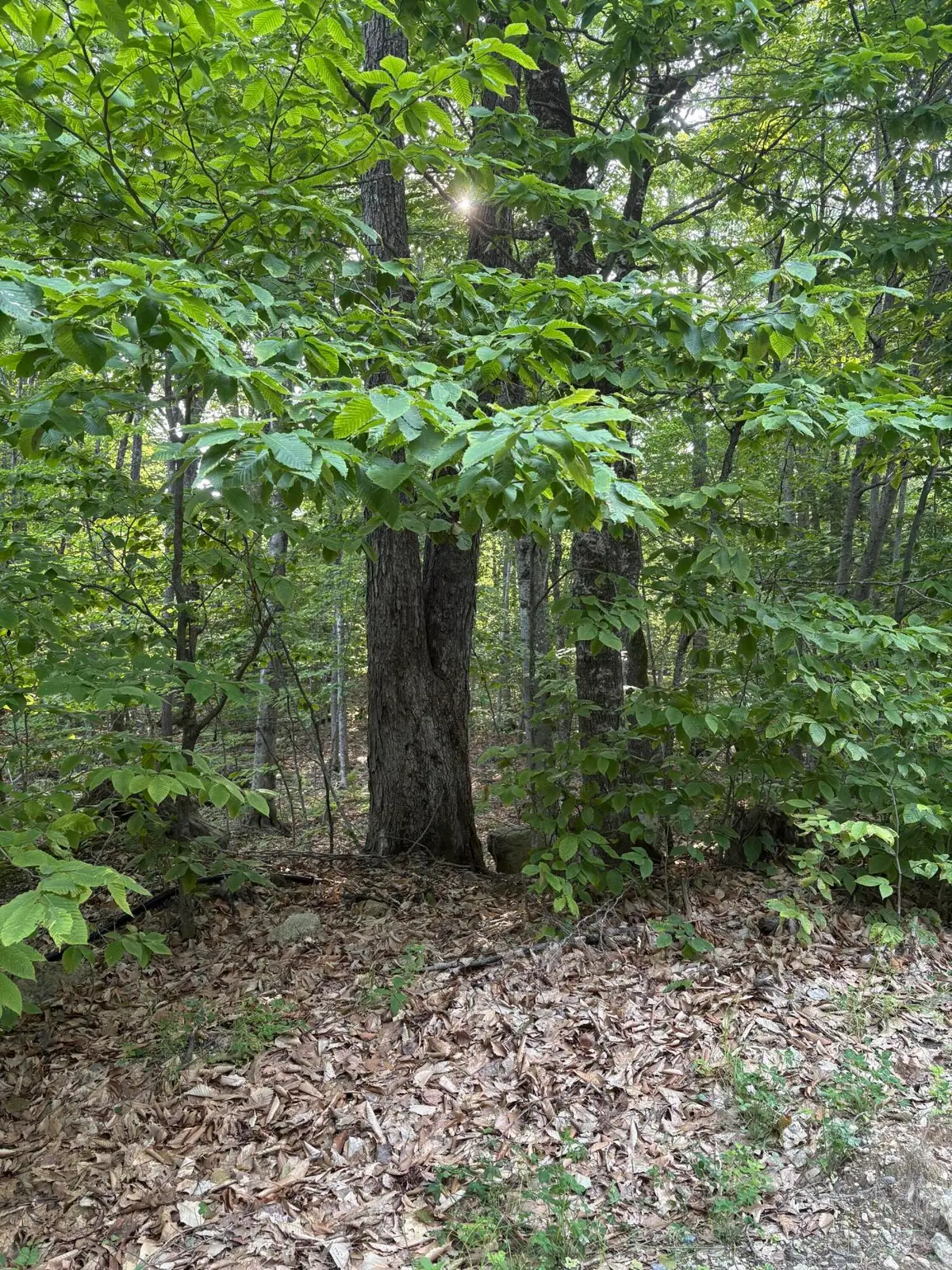 0 Pleasant View Drive, Naples, ME 04055 - Image #1