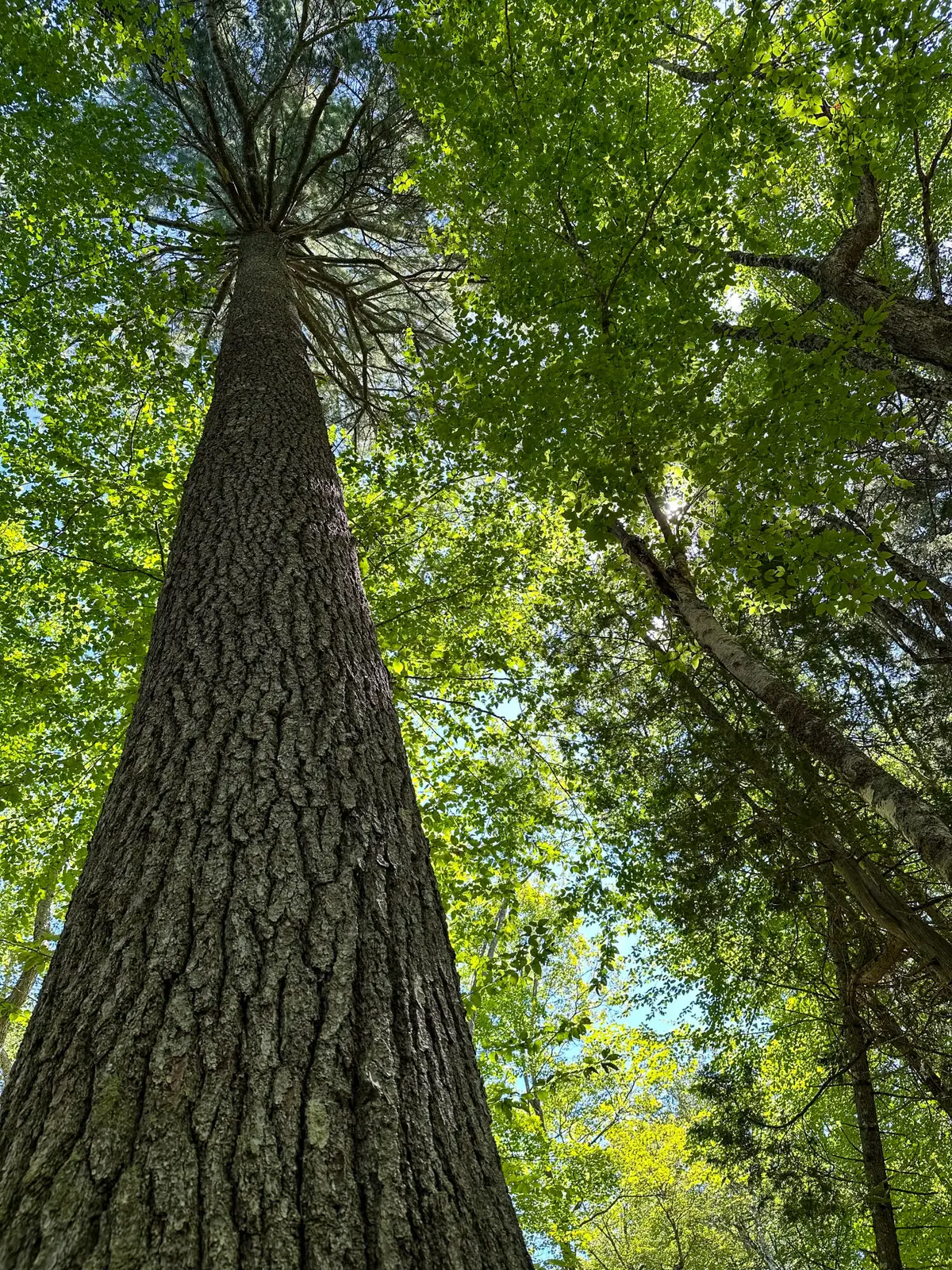 50-52A-54 Old County Road, Sedgwick, ME 04676 - Image #1