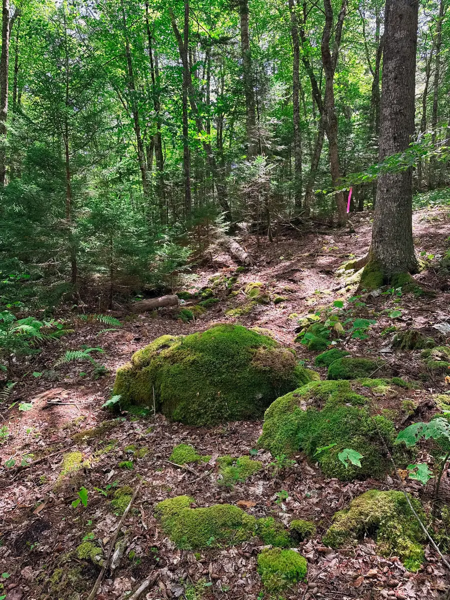 50-52A-54 Old County Road, Sedgwick, ME 04676 - Image #2