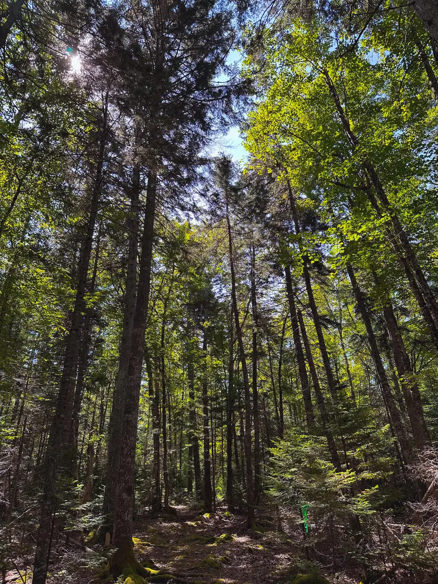 50-52A-54 Old County Road, Sedgwick, ME 04676 - Image #3