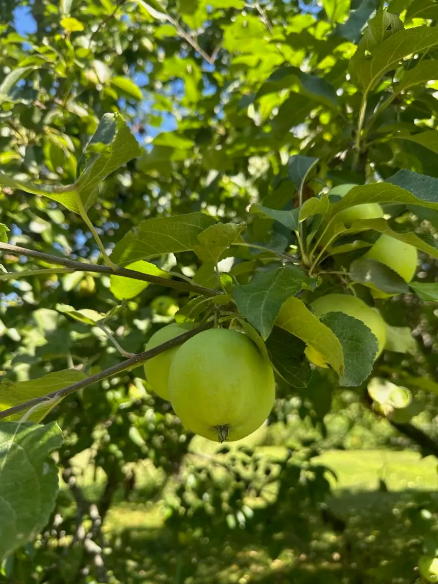 967 Meadow Road Road, Casco, ME 04015 - #3