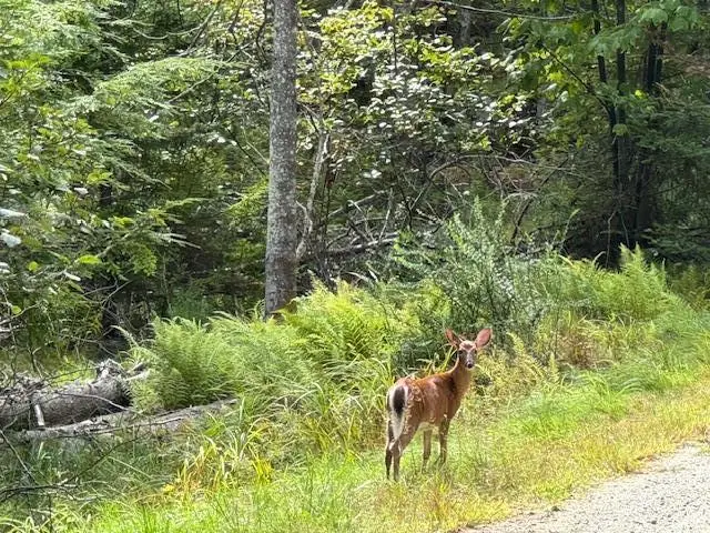 M4 L12.30B Mccarty Cove Road, Westport Island, ME 04578 - Image #2