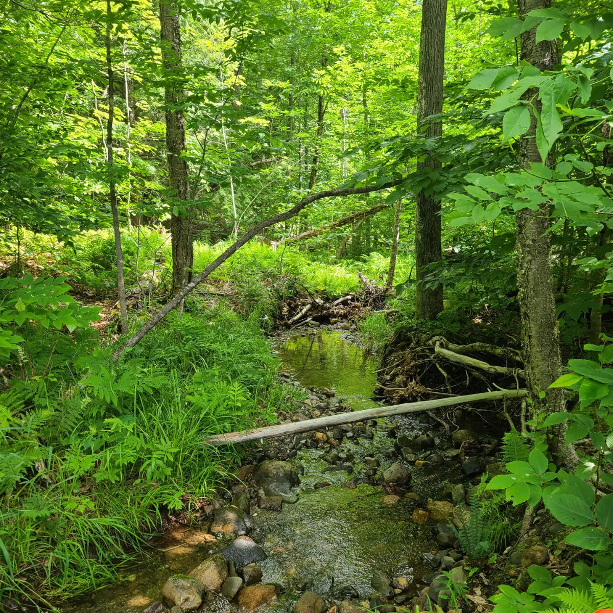 40 Bubier Road, Wilton, ME 04294 - Image #1