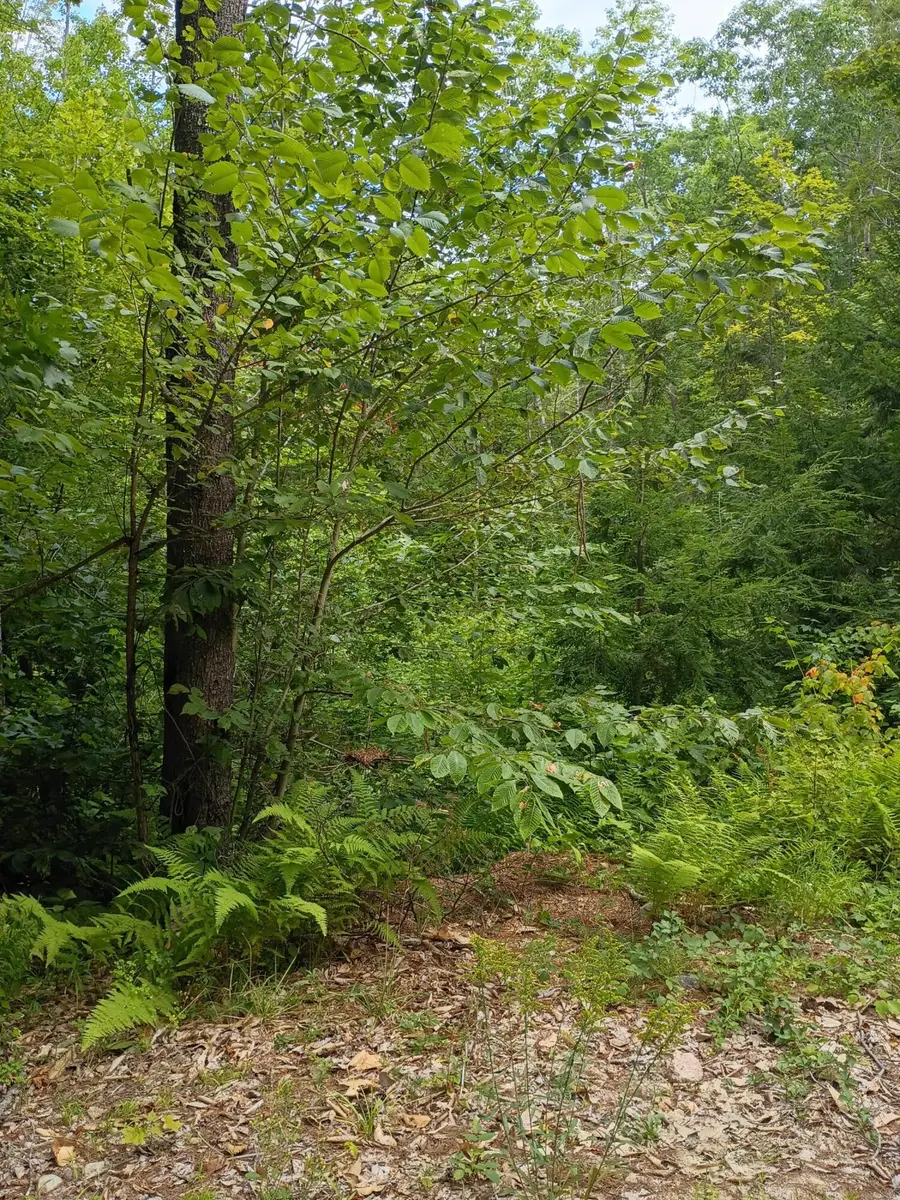 R13/038 Weeks Road, Parsonsfield, ME 04047 - Image #2