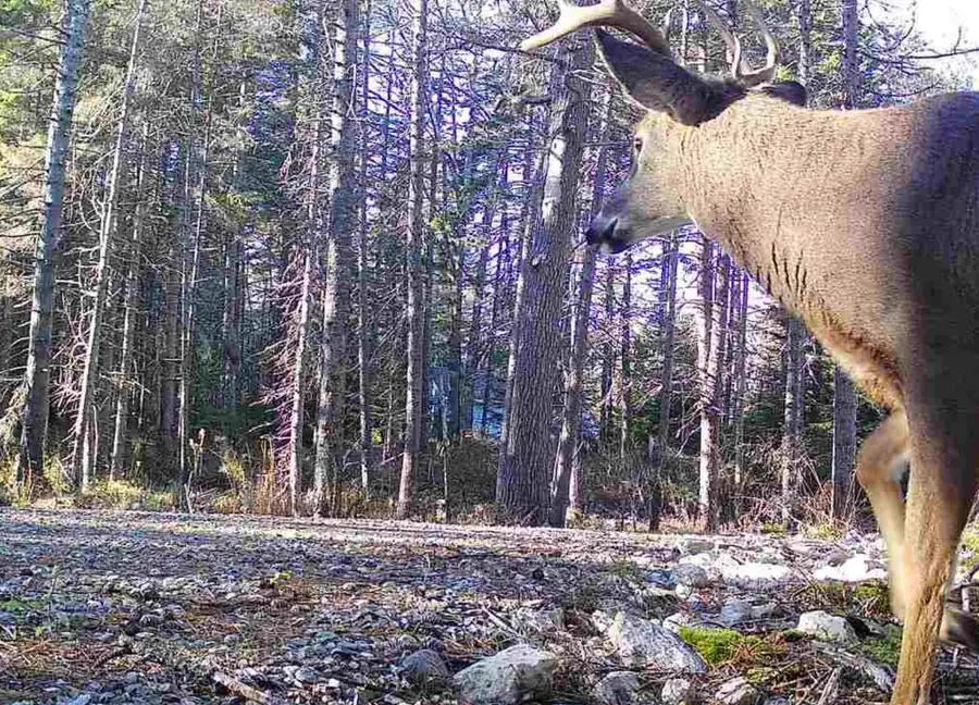 774 Spruce Head Road, Spruce Head, ME 04858 - Image #2