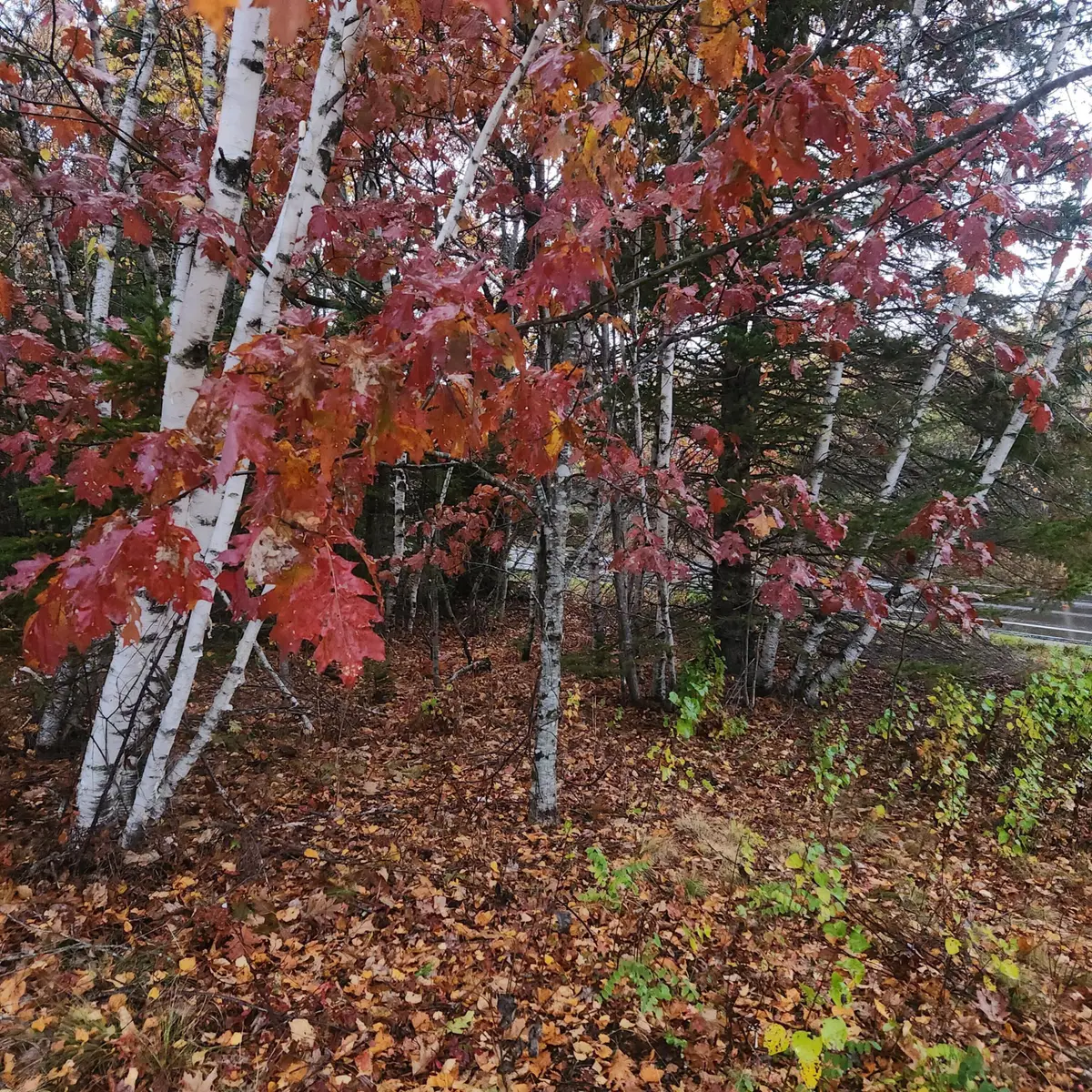 1910 Maine 193, Beddington, ME 04622 - Image #1