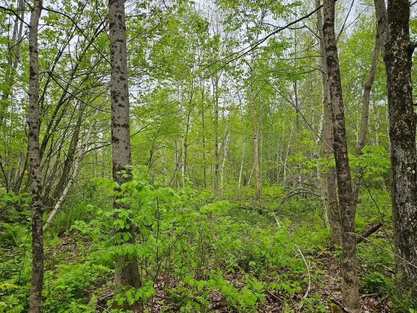 681 Mile Hill Road, New Sharon, ME 04955 - Image #3