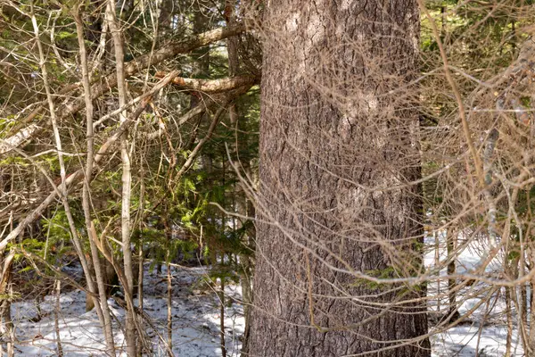 R7L14A Route 157 Route, Mattawamkeag, ME 04459