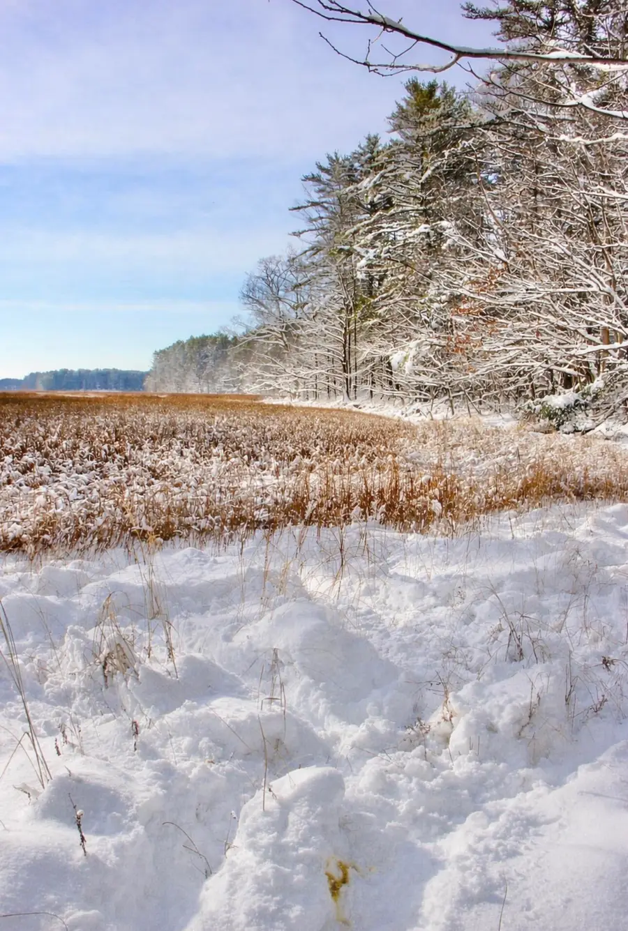 Lot # 19 Bald Head Road, Arrowsic, ME 04530 - #3