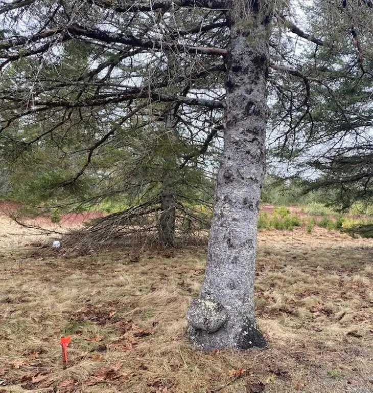 Lot 5 Copeland Hill Road, Holden, ME 04429 - #3