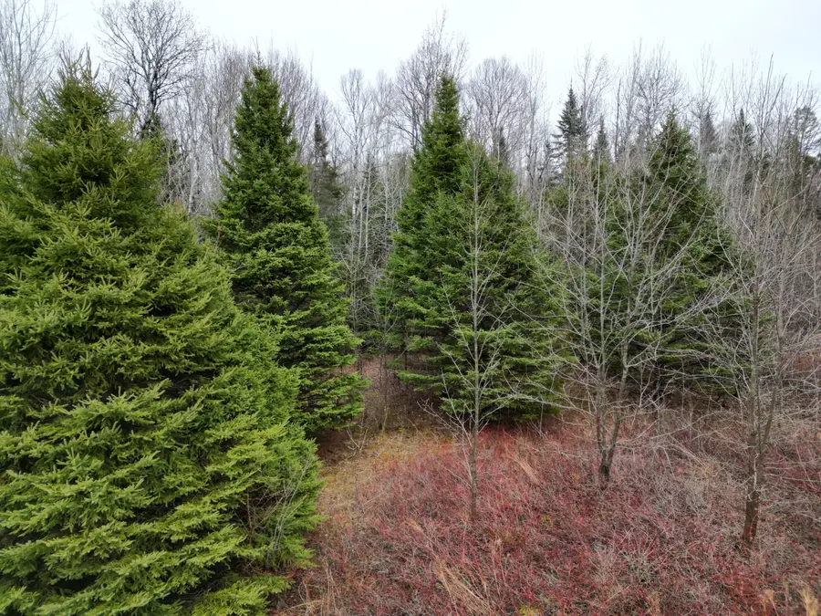 Lot 43B Pine Tree Road, Crystal, ME 04747 - #3