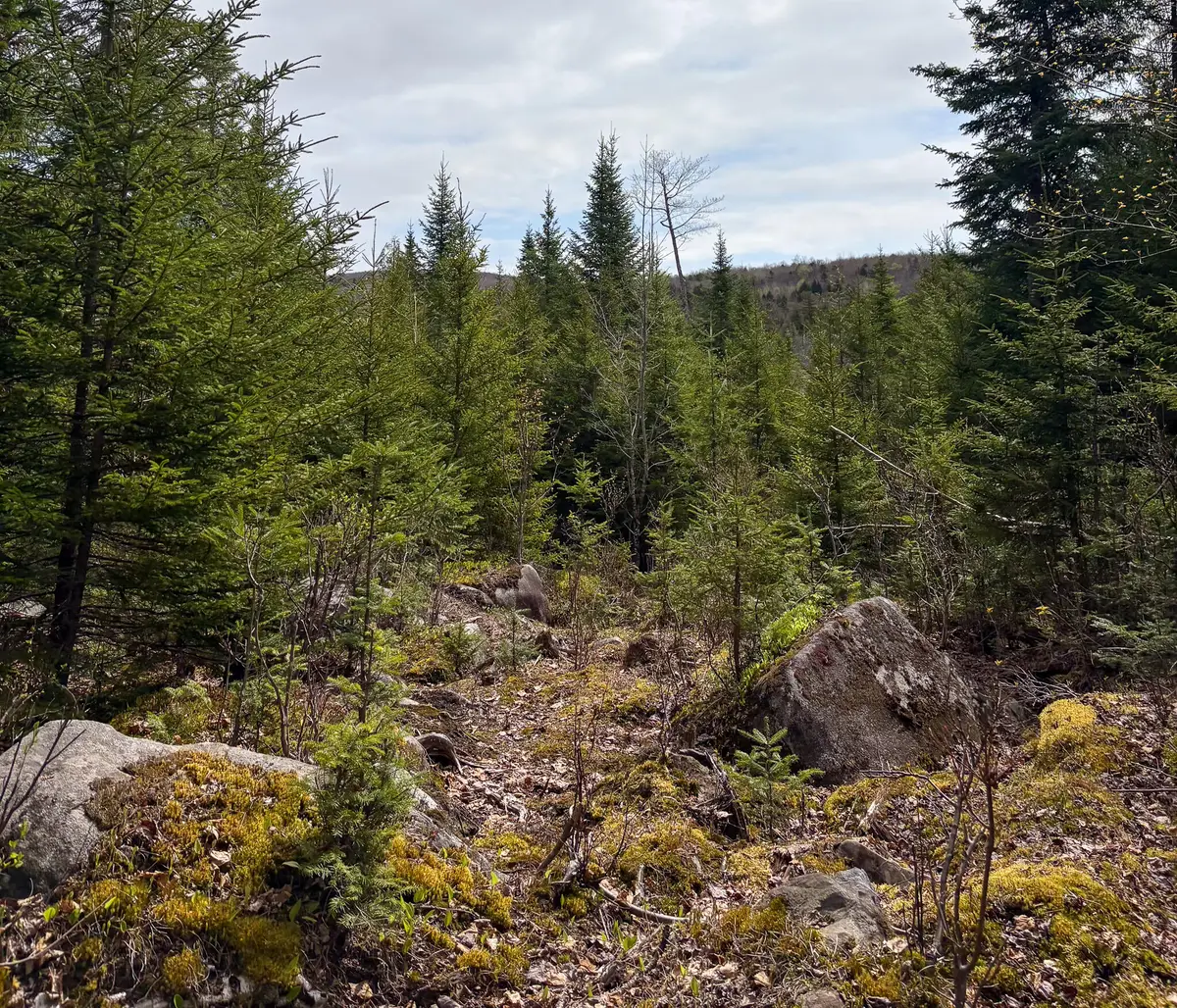 Lot 10 Morrison Brook Acres, Oakfield, ME 04763 - #1