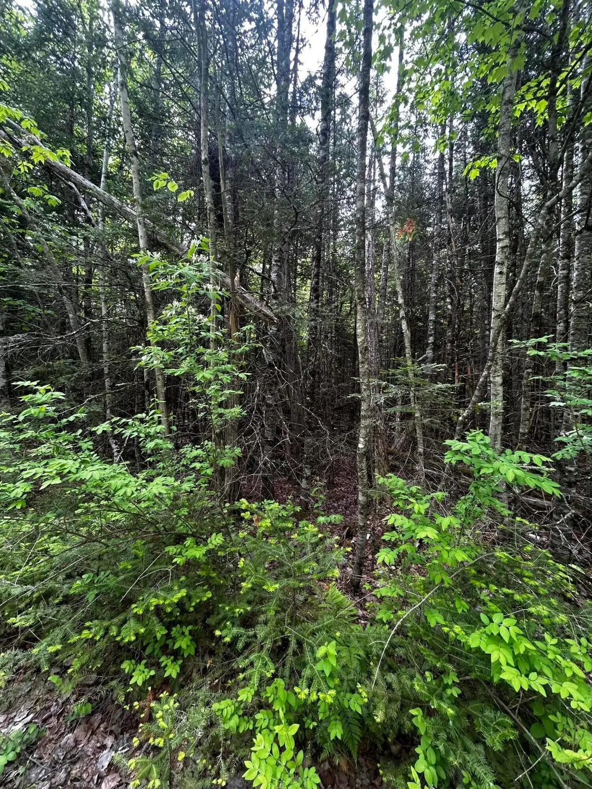 Lot 9-3 Lilly Drive, Newport, ME 04953 - #1