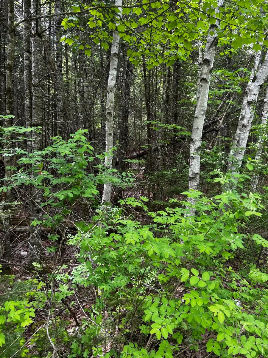 Lot 9-3 Lilly Drive, Newport, ME 04953 - #2