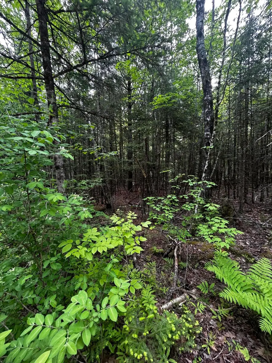 Lot 9-2 Lilly Drive, Newport, ME 04953 - #3