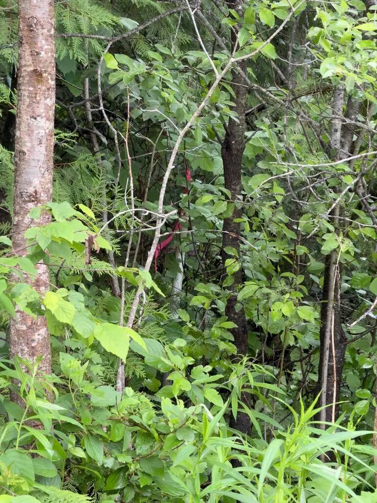 M3 L7-E Fowler Road, Woodland, ME 04736 - #3
