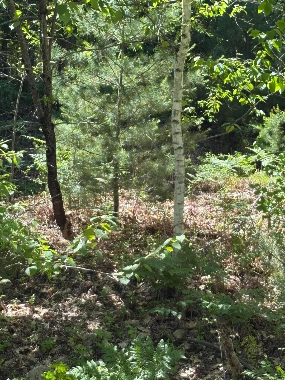 M11 Lot 02 Joseph Way, East Waterboro, ME 04030 - #1
