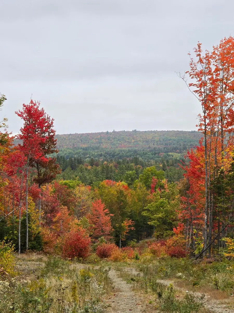 Lot #4 Woods Road, Phillips, ME 04966 - #2