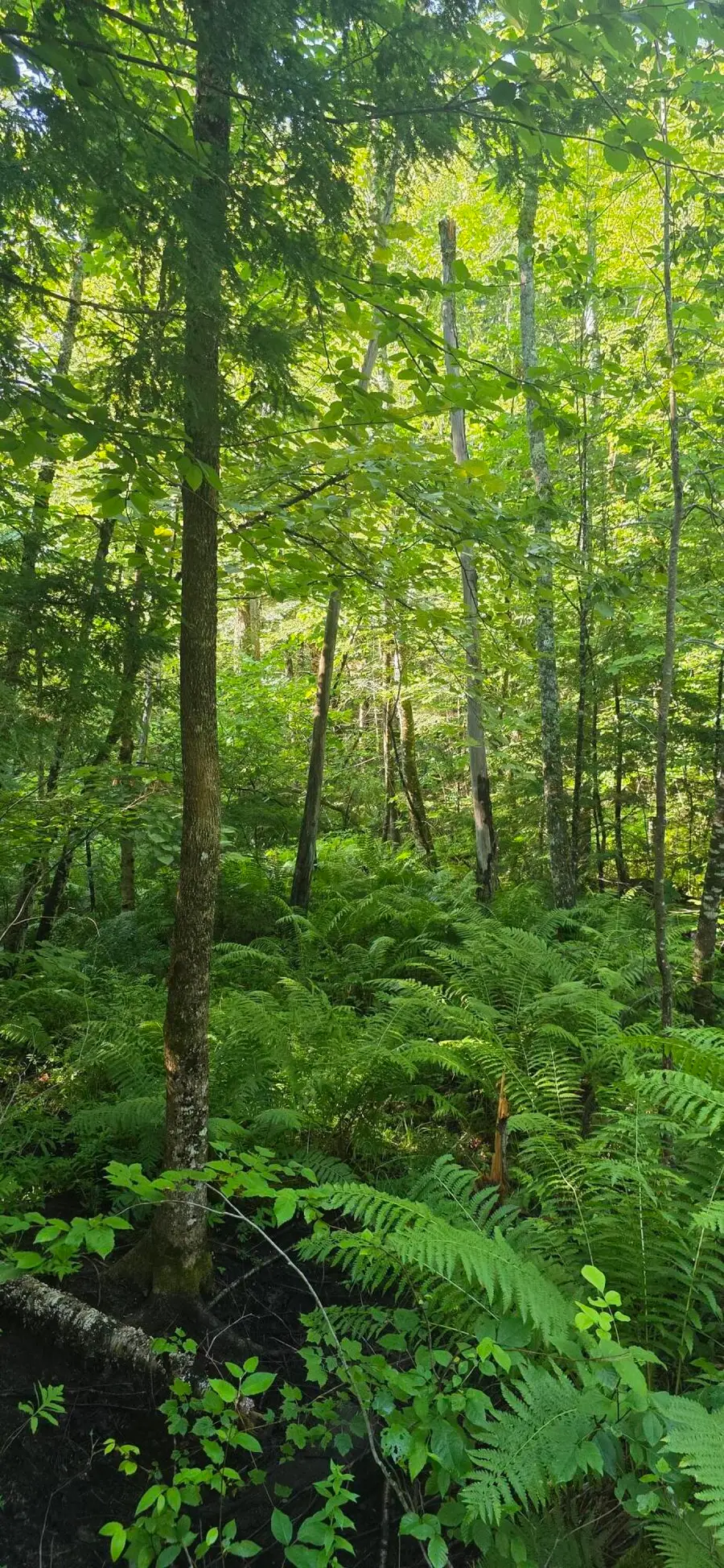 041 Moosewa Trail, Otisfield, ME 04270 - #2