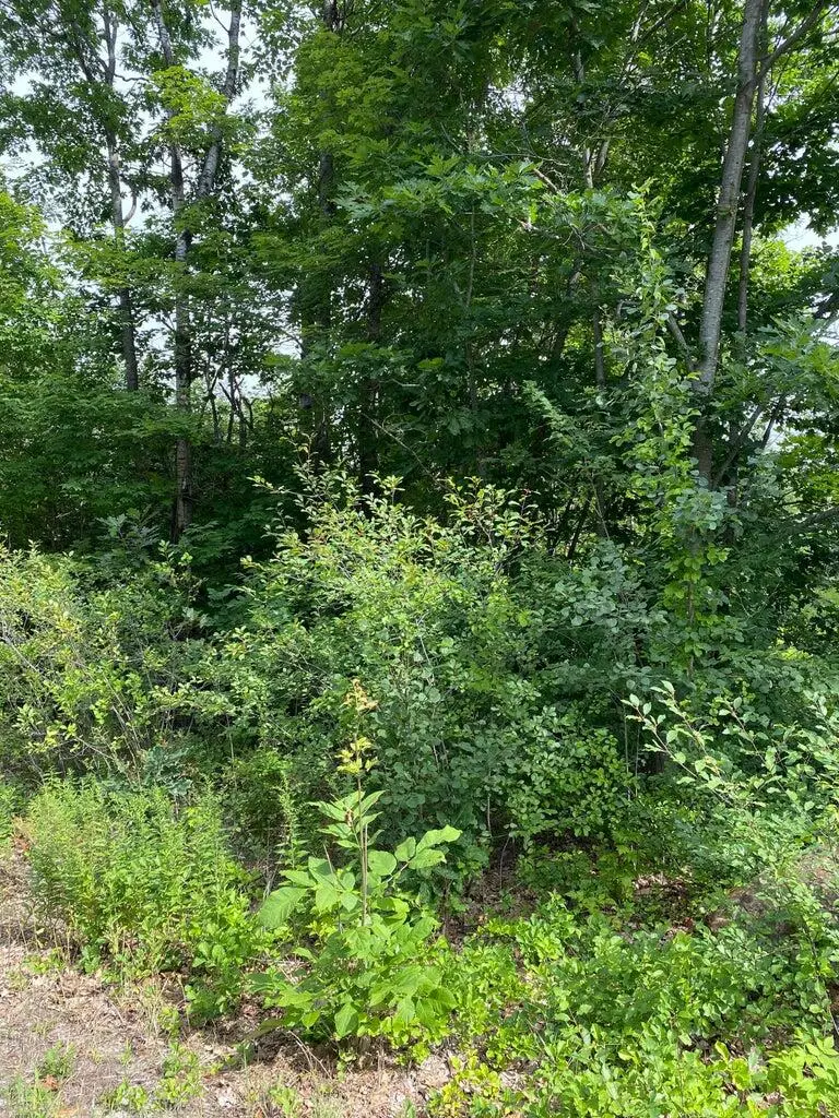 Lot 58C Heather Lane, Falmouth, ME 04105 - #1
