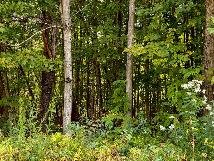 11-54 Dickvale Road, Peru, ME 04290 - #3
