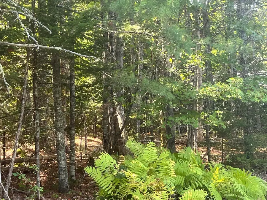 009 Morgan Bay Road, Surry, ME 04684 - #3