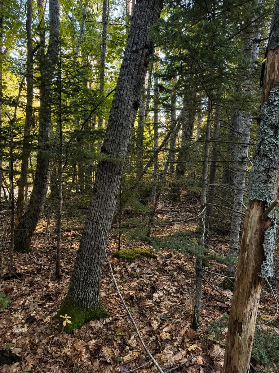 M10 L23-1 Blackswoods Road, Franklin, ME 04634 - #3