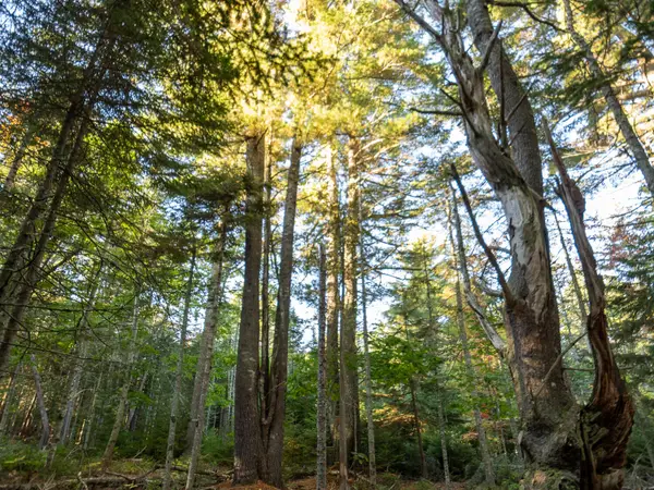 213/17/1 Knox Road, Bar Harbor, ME 04609