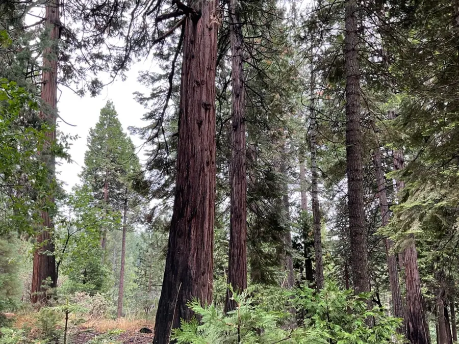 1526 Seminole, Arnold, CA 95223 - #2